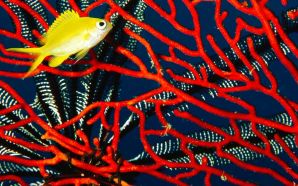 Red Coral & Yellow Fish