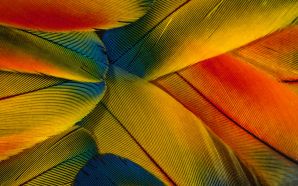 Feather colorful wallpaper