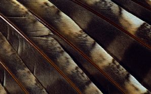 Feather colorful wallpaper