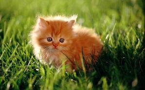 Little Persian Cat