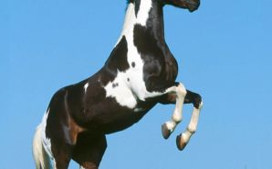 stand-up horse