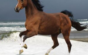 reddish-brown horse