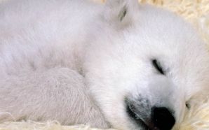 sleeping white dog