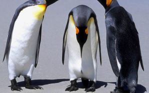 funny penguins
