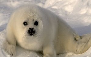 Seal photos