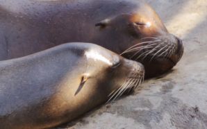 sleepy seals