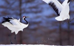 happy red -crowned crane