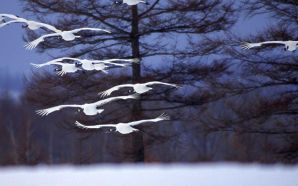 flying red -crowned cranes