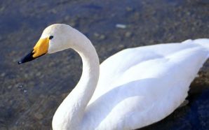 peaceful swan