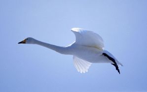 flying swan