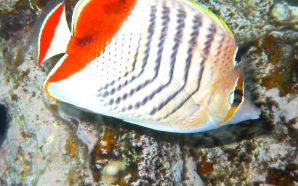 Red-back butterflyfish