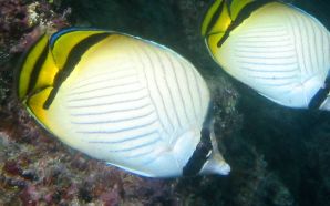Vagabond butterflyfish