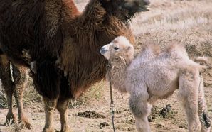 Camel parenting