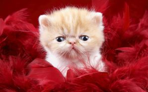 Funny Kitty Precious Love