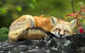 Sleeping Red Fox