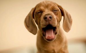 Funny Doggy Big Yawn