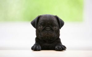 Funny Doggy Black Pug