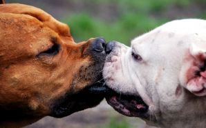 Funny Doggy kissing dog