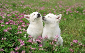 Funny Doggy Smelling the Wildflowers 2C Japan