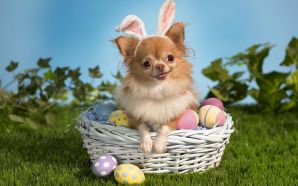 Funny Doggy Some Bunny Wishes You a Happy Easter