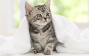 Funny Kitty American Shorthair Kitten