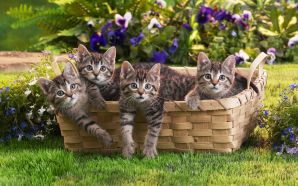 Funny Kitty Basket-O-Tabbies
