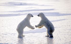 Male Polar Bears Fighting 2C Churchill