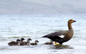 Upland Goose With Chicks 2C Falkland Islands