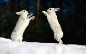 Boxing Arctic Hares
