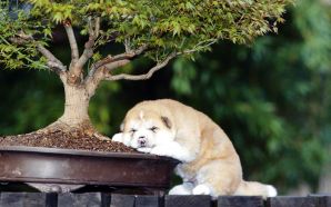 Funny Doggy Young Akita Asleep Under a Bonsai
