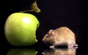 a mouse eating a green apple