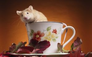a mouse coming out from a cup