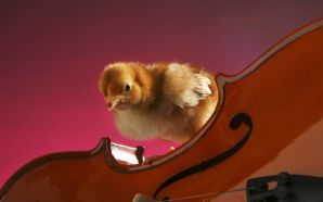 a chick on a violin