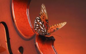 butterfly landing on a violin