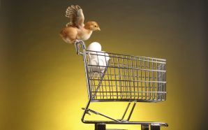 a chick on a trolley of eggs