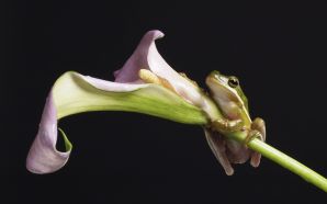 a frog hanging on to a flower