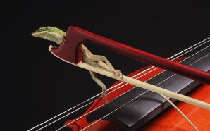 a gecko on a violin