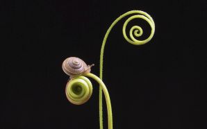 a snail on entagling vines