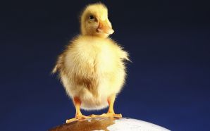 ellow duck standing on a globe