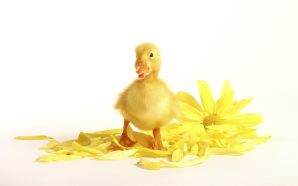ellow duckling and chrysanthemum
