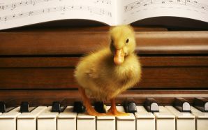 a yellow duckling on a piano