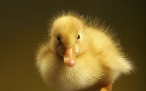 a yellow duckling