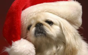 a dog wearing a christmas hat