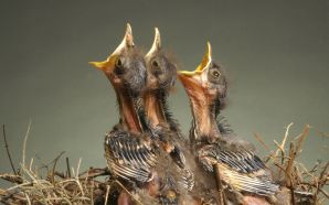 three baby birds in the nest
