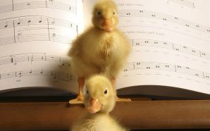 ducklings standing on the piano