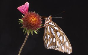 butterfly landing on a flower
