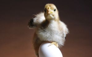 a chick standing on an egg