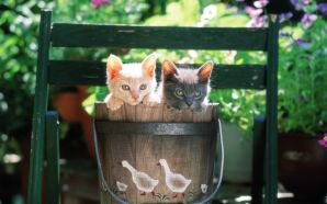 Pretty Kittens in yard