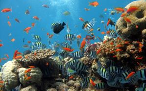 Underwater World wallpapers