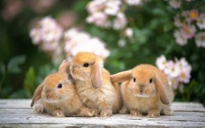 Rabbits free computer desktop wallpaper